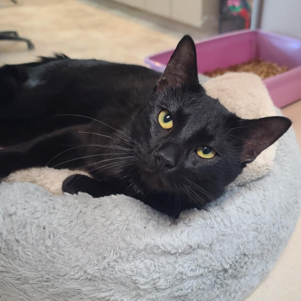 Robby, Adoptable, Young Male Domestic Short Hair.