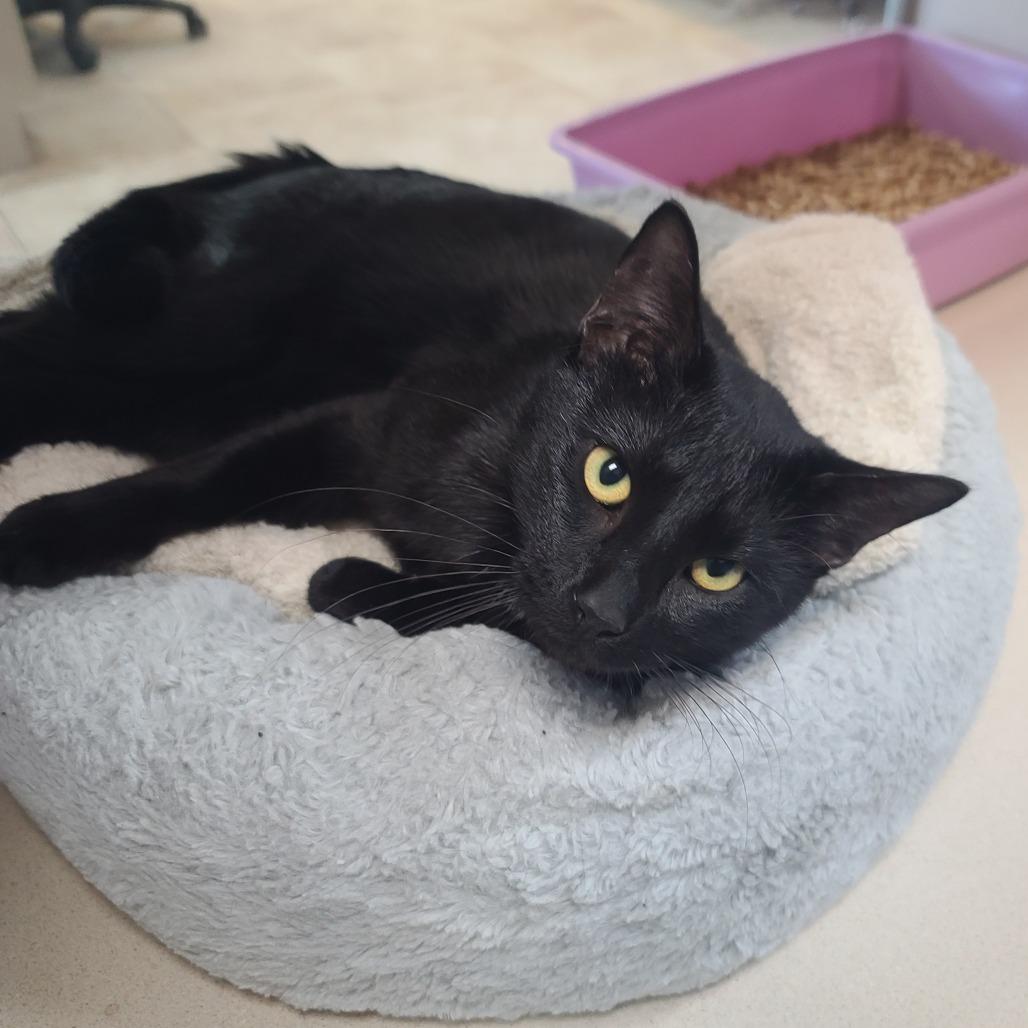 Enlarge Robby, a Adoptable Domestic Short Hair in Galveston, TX image 2/4