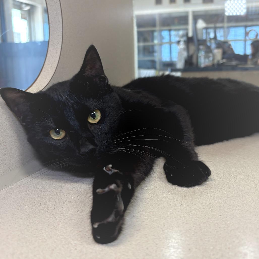 Enlarge Robby, a Adoptable Domestic Short Hair in Galveston, TX image 3/4