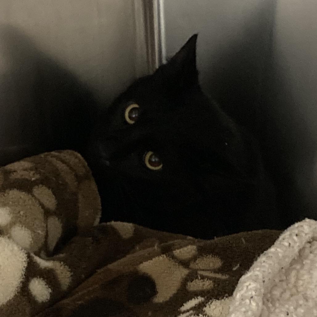 Enlarge Robby, a Adoptable Domestic Short Hair in Galveston, TX image 4/4