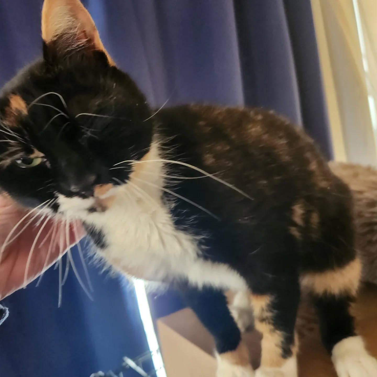 Penny (Meet me at the Hanover Petsmart!), Adoptable, Young Female Domestic Short Hair.