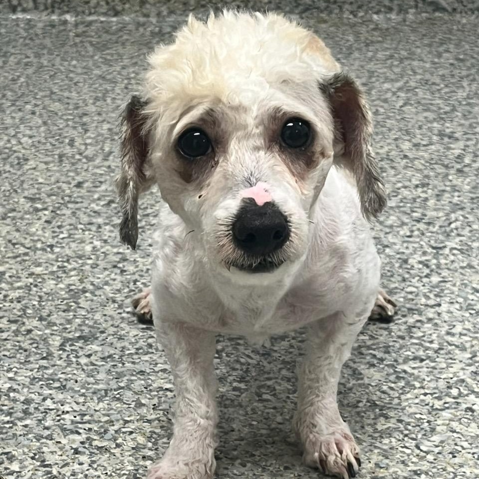 Raymond (ID 50861/1026), adopted, Young Male Miniature Poodle.