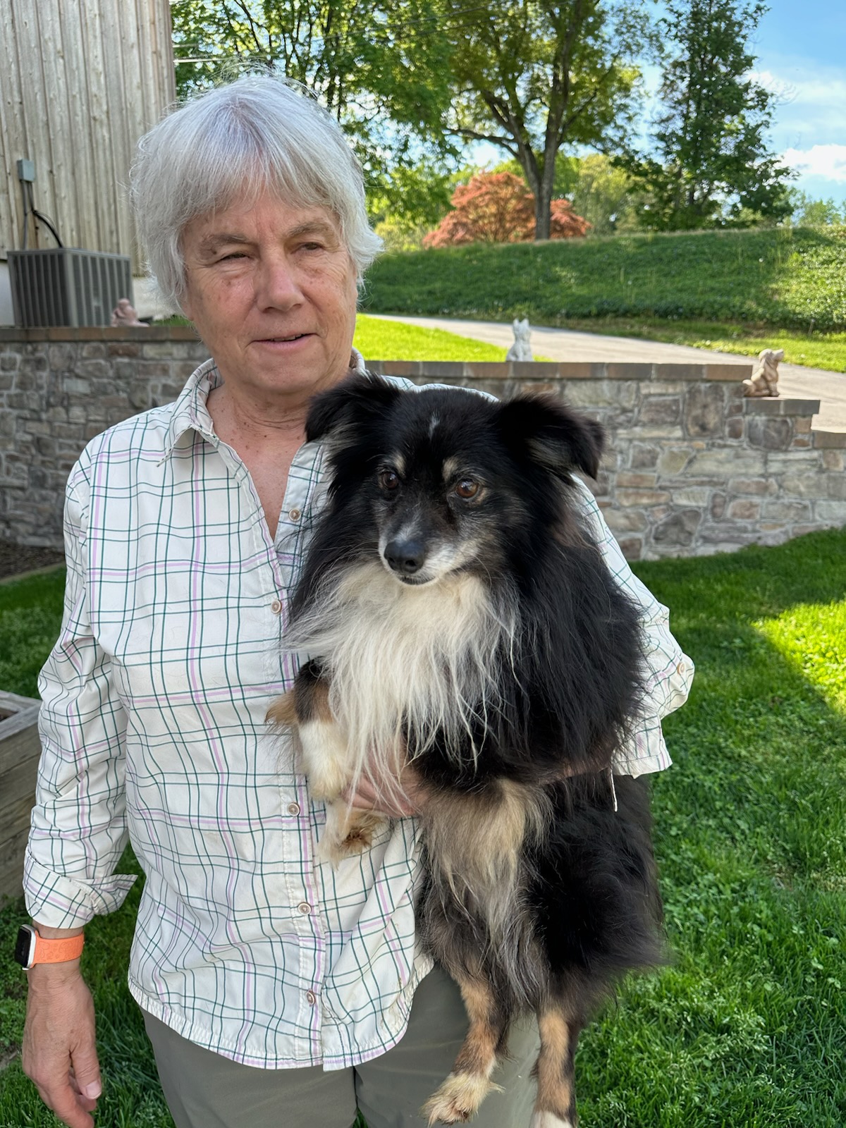 Ranger, an adopted Australian Shepherd in Chester Springs, PA_image-1
