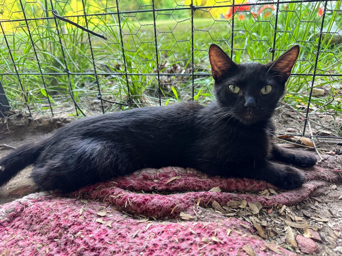VESPER, an adoptable Domestic Short Hair in Fosters, AL, 35463 | Photo Image 2