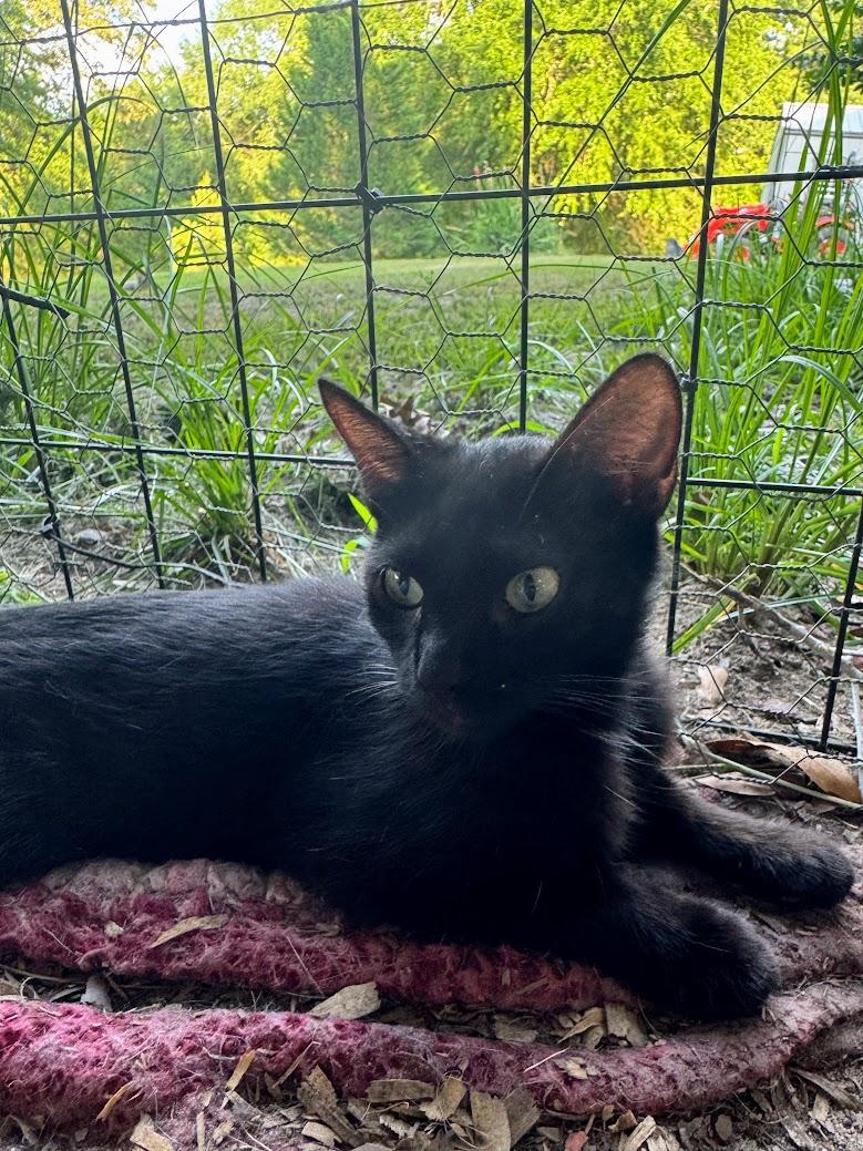 VESPER, an adoptable Domestic Short Hair in Fosters, AL, 35463 | Photo Image 3
