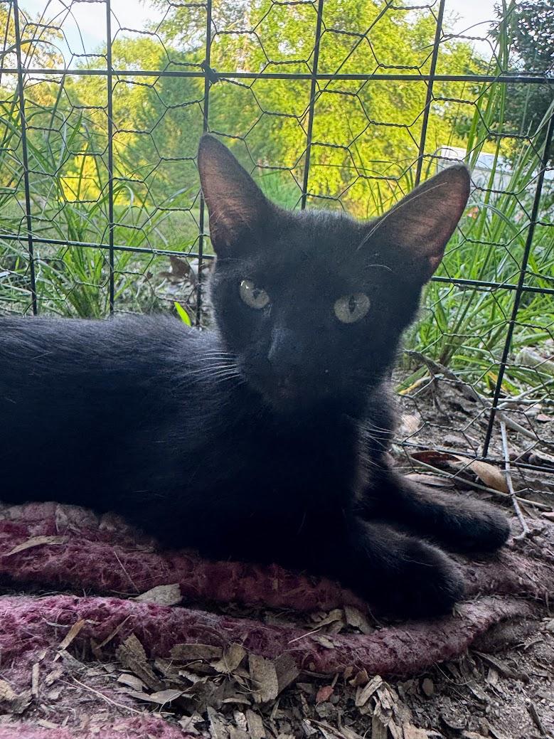 VESPER, an adoptable Domestic Short Hair in Fosters, AL, 35463 | Photo Image 4