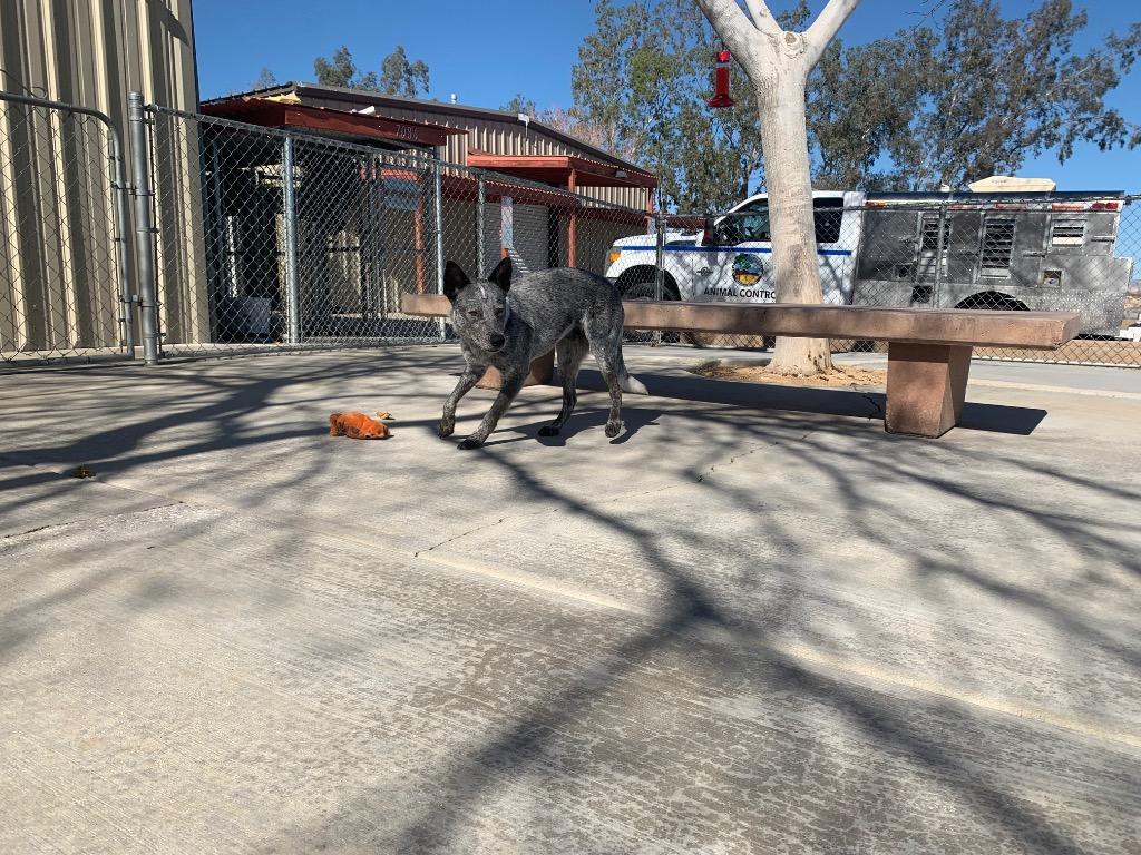 Buddy, Adoptable, Adult Male Australian Cattle Dog / Blue Heeler.