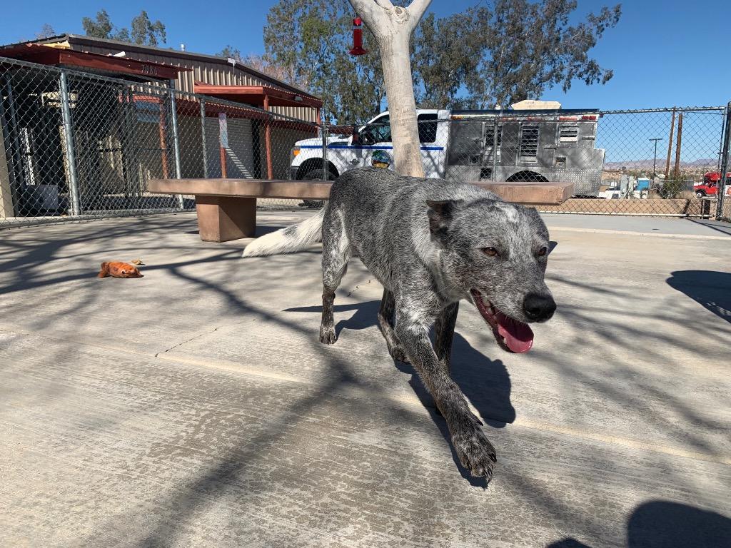 Buddy, a Adoptable mixed breed in Twentynine Palms, CA image 2/6