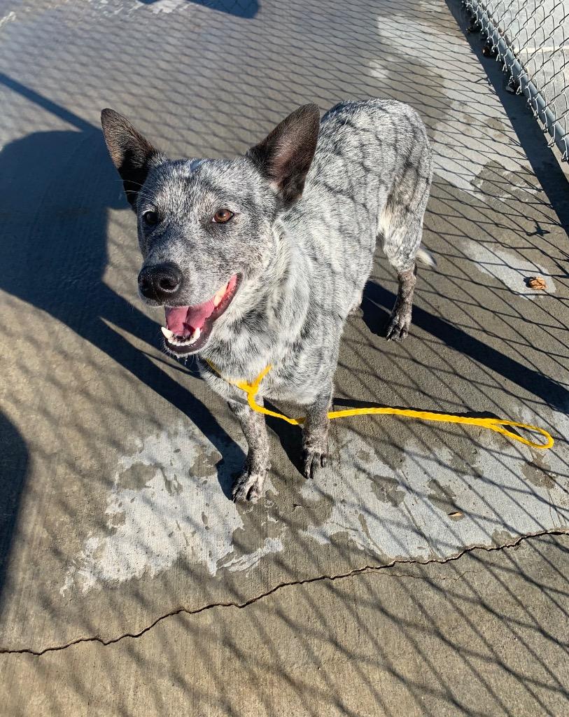 Buddy, a Adoptable mixed breed in Twentynine Palms, CA image 3/6