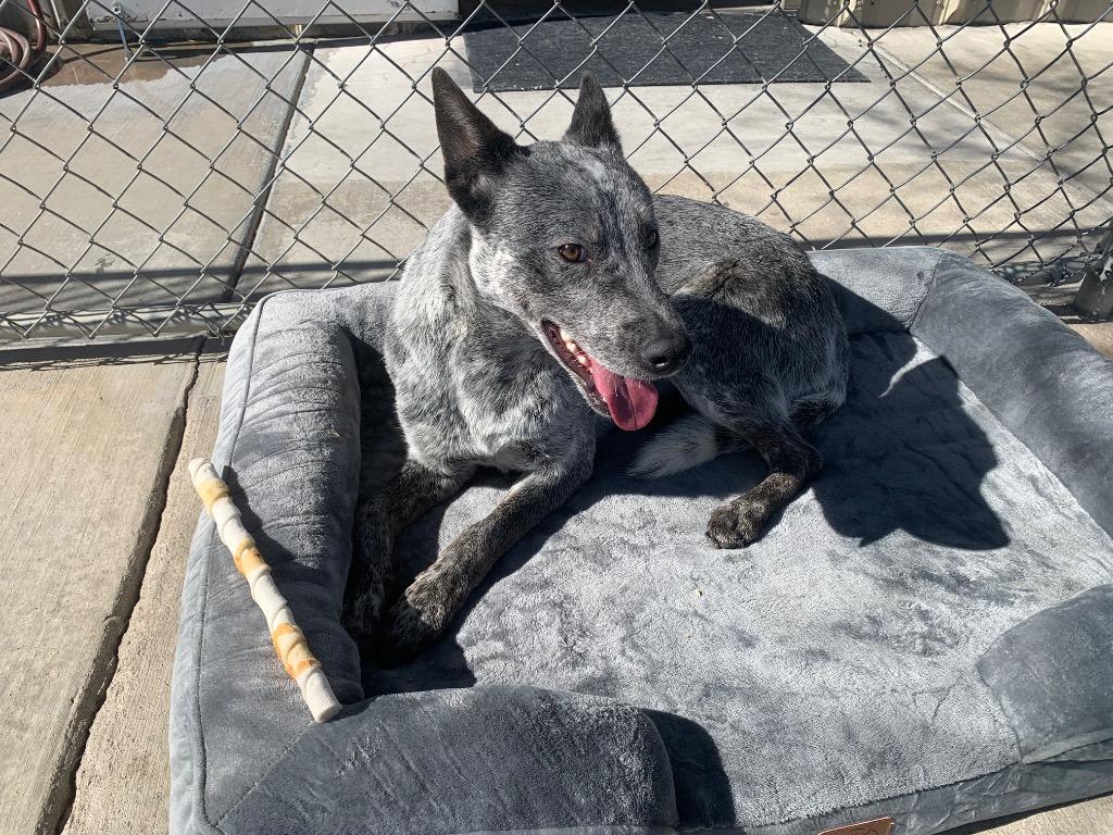 Buddy, a Adoptable mixed breed in Twentynine Palms, CA image 4/6