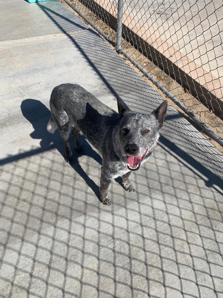 Buddy, a Adoptable mixed breed in Twentynine Palms, CA image 5/6