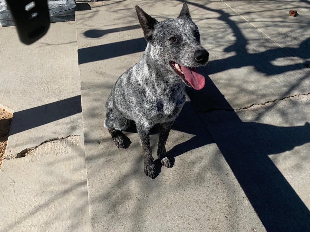 Buddy, a Adoptable mixed breed in Twentynine Palms, CA image 6/6