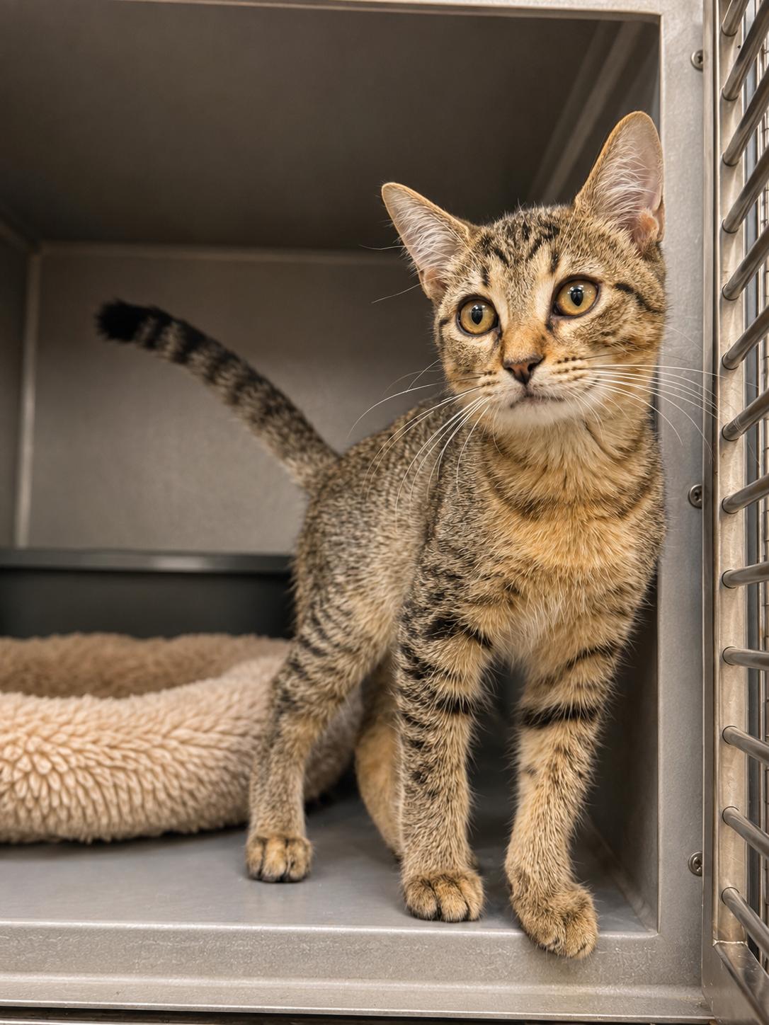 Enlarge Tinker Tot, a Adoptable mixed breed in St. Cloud, FL image 1/3