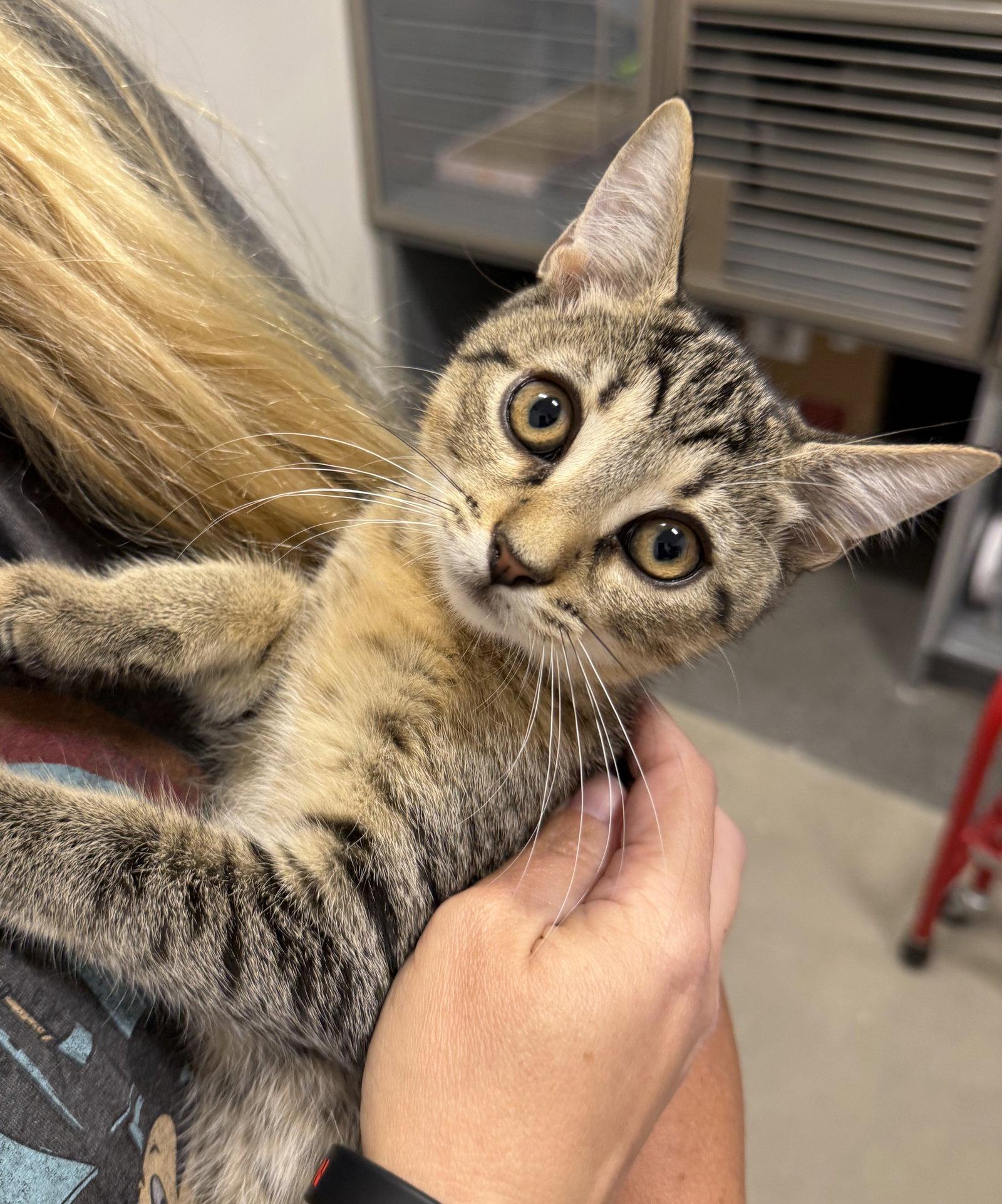Enlarge Tinker Tot, a Adoptable mixed breed in St. Cloud, FL image 2/3