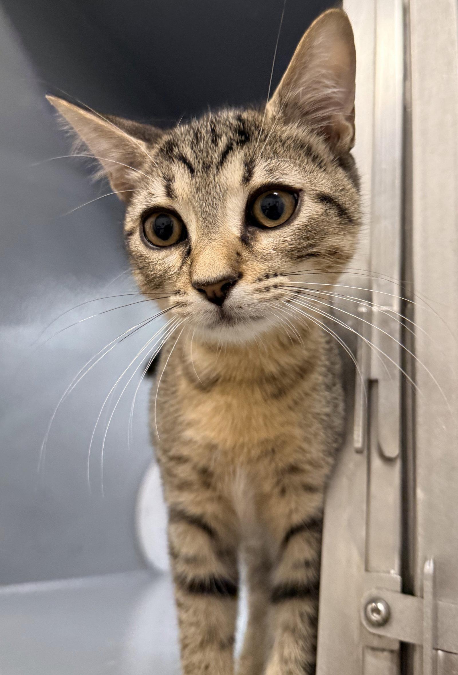 Enlarge Tinker Tot, a Adoptable mixed breed in St. Cloud, FL image 3/3