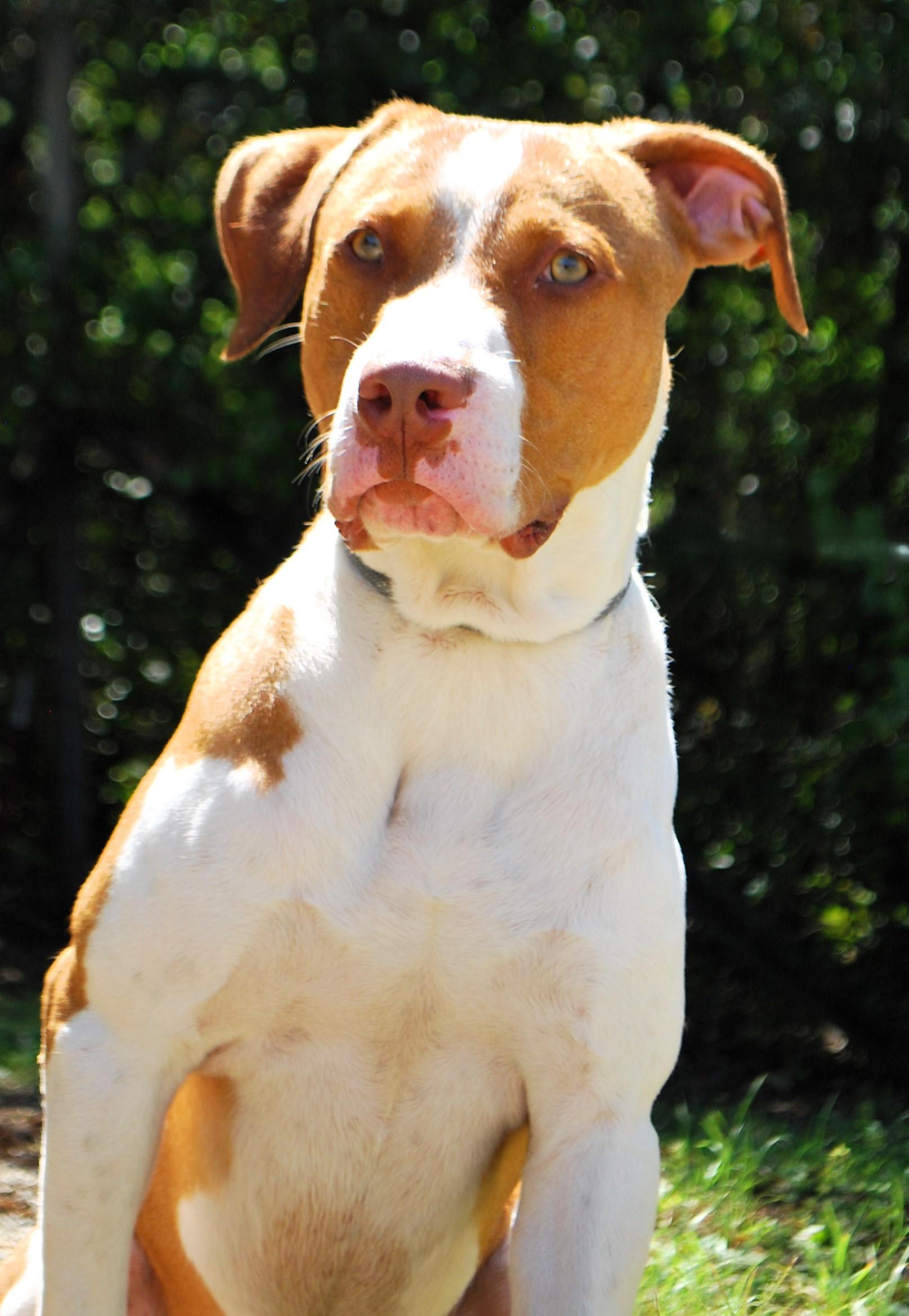 Enlarge Jack, a ADOPTABLE mixed breed in manchester, TN image 2/4