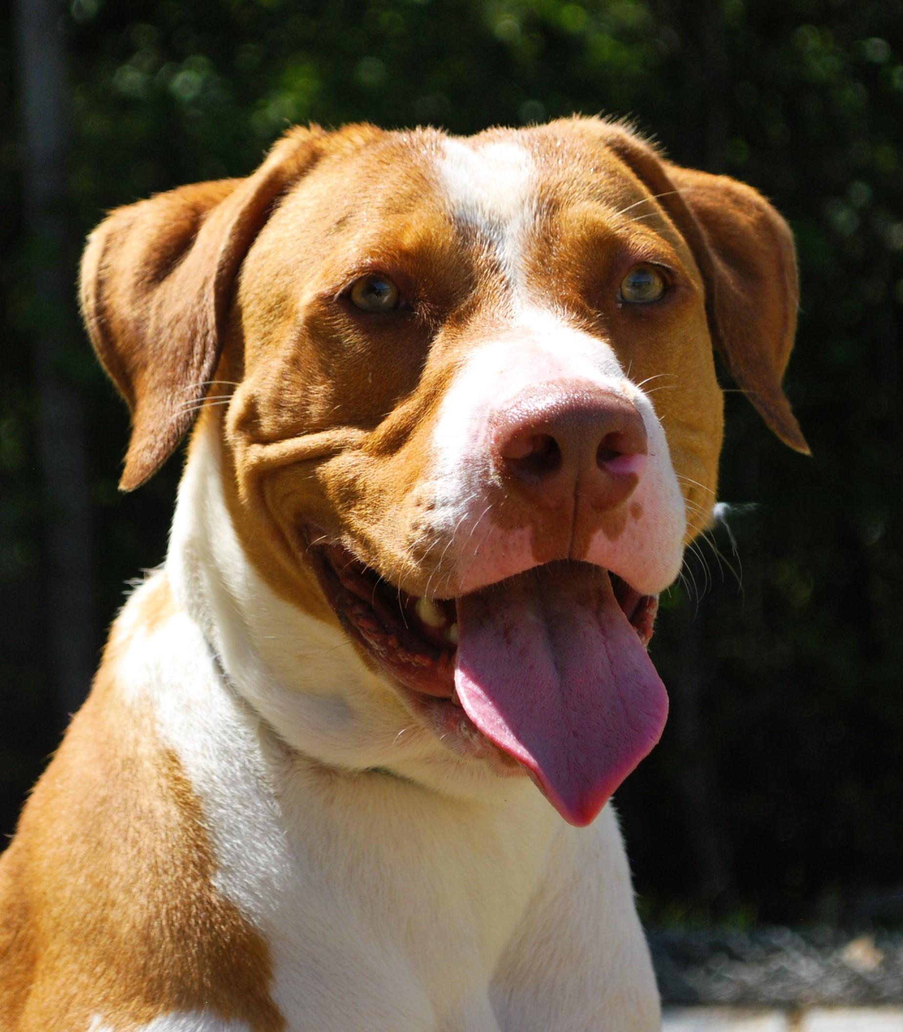 Jack, ADOPTABLE, Young Male Labrador Retriever.