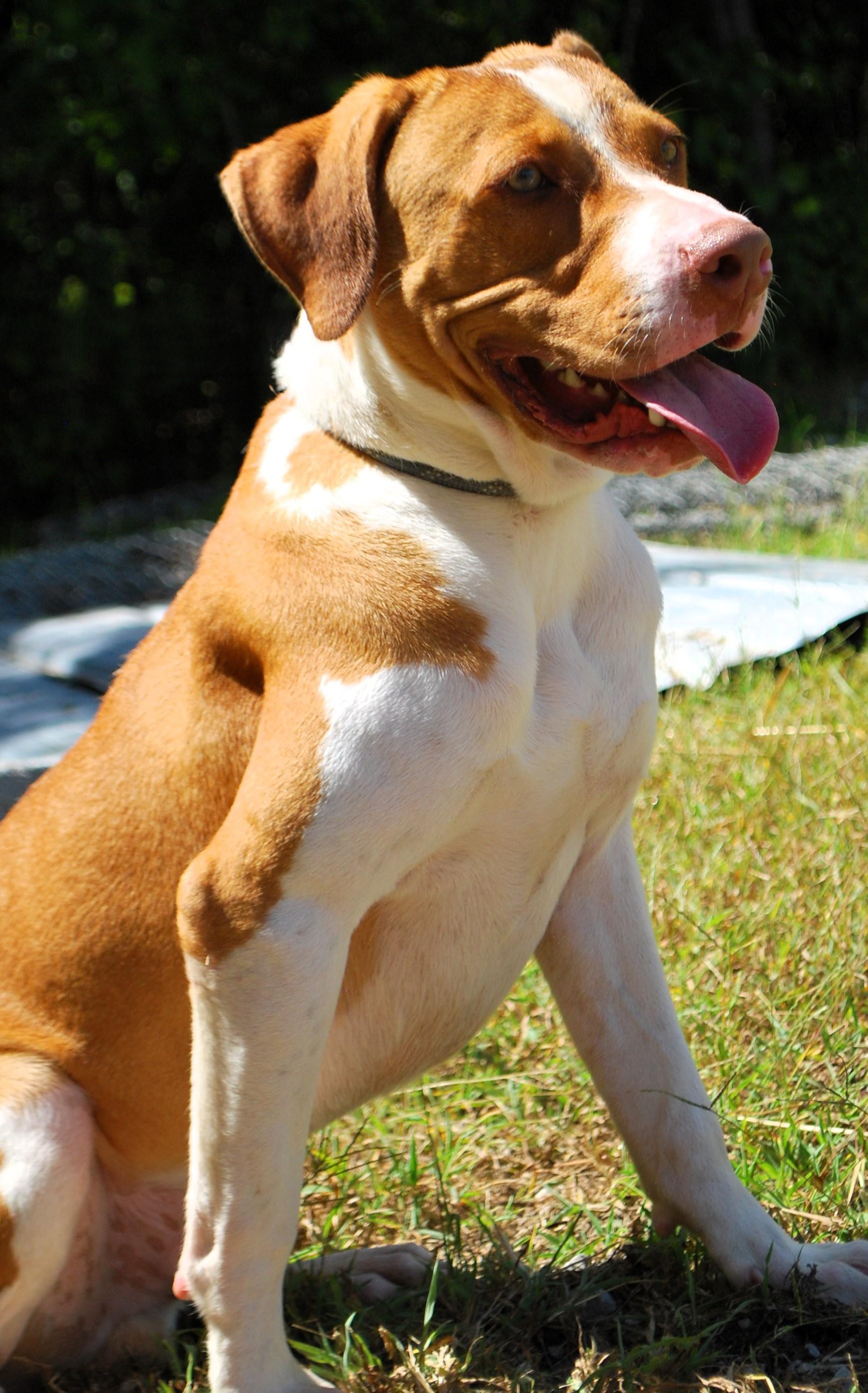Enlarge Jack, a ADOPTABLE mixed breed in manchester, TN image 4/4