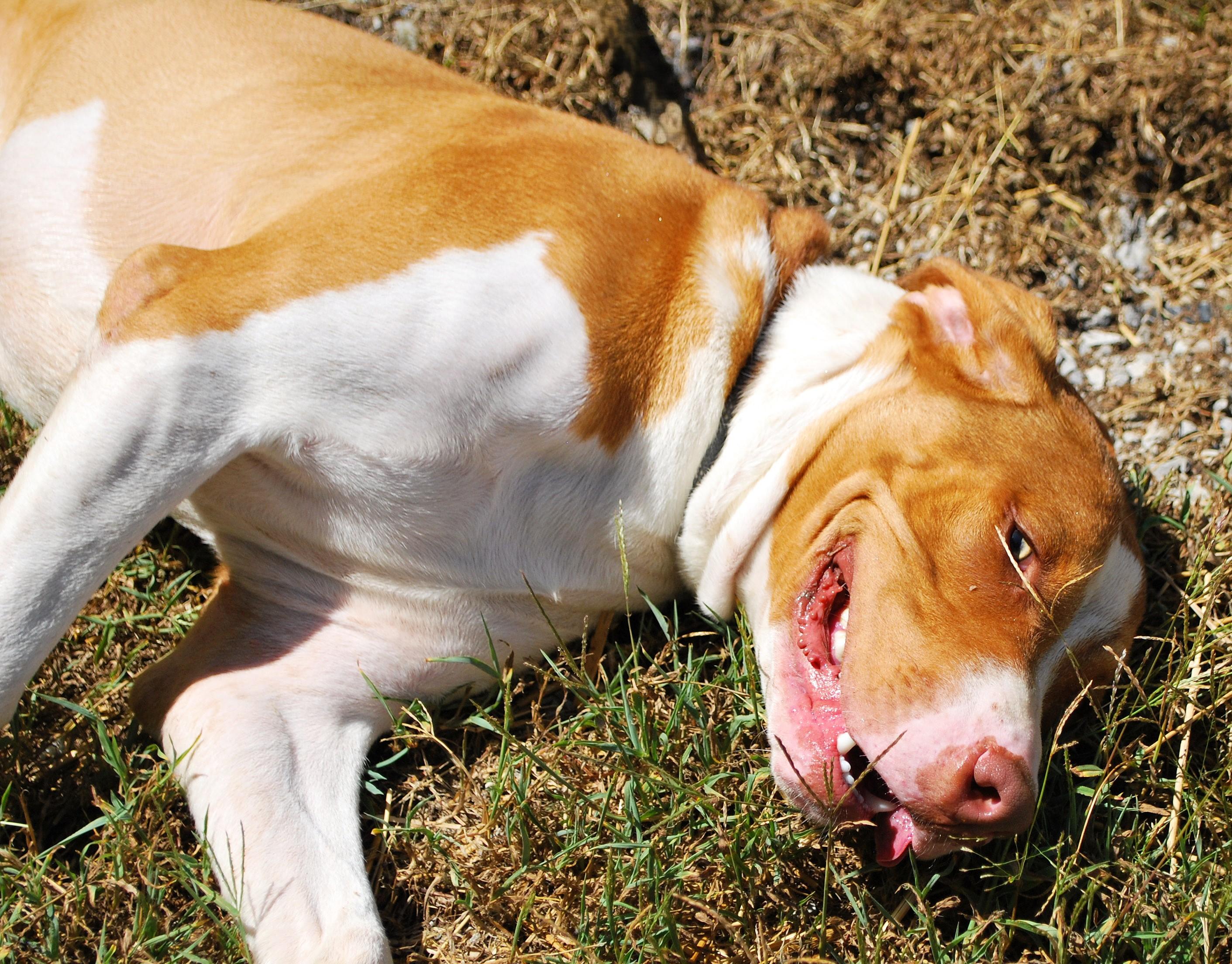 Enlarge Jack, a ADOPTABLE mixed breed in manchester, TN image 3/4
