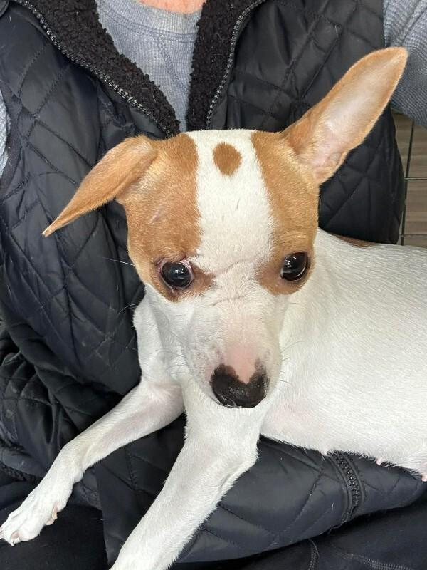 Poppie, Adoptable, Young Female Chihuahua & Mixed Breed.