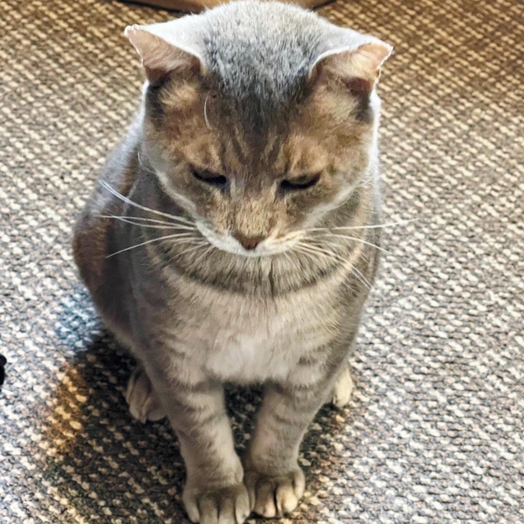 Enlarge Riffraff, an adopted Domestic Short Hair in Staten Island, NY image 3/6