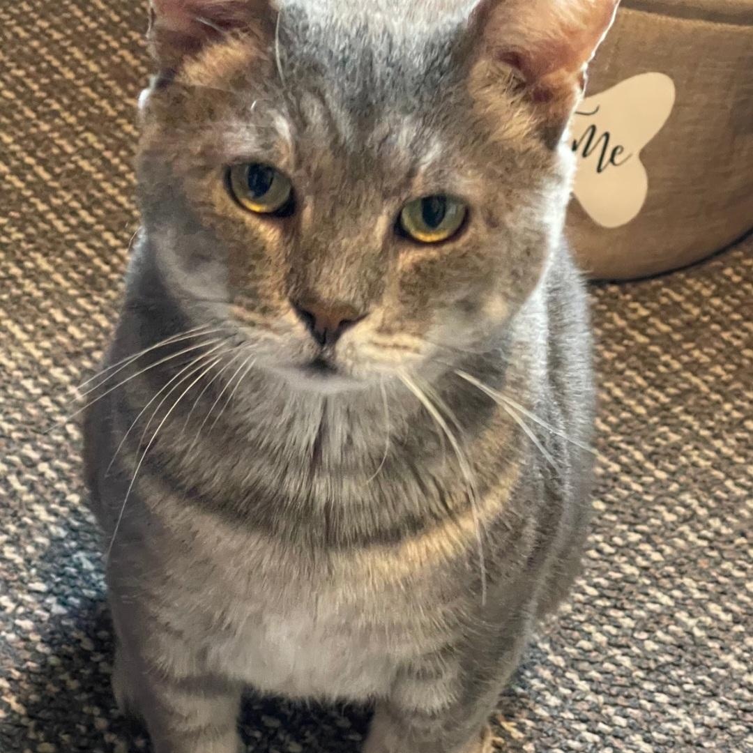 Enlarge Riffraff, an adopted Domestic Short Hair in Staten Island, NY image 1/6