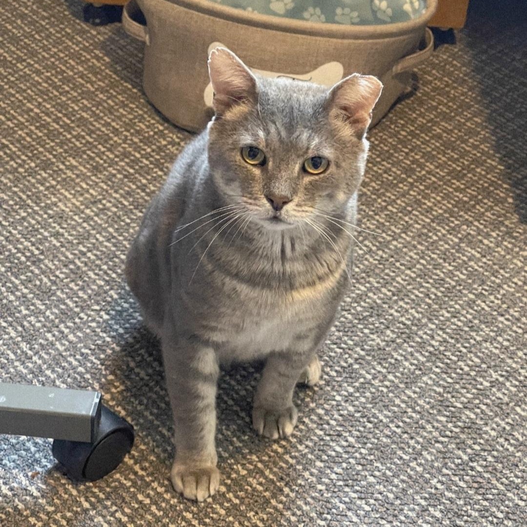 Enlarge Riffraff, an adopted Domestic Short Hair in Staten Island, NY image 4/6