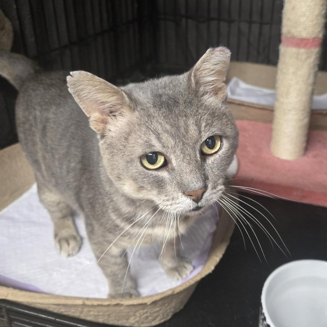 Enlarge Riffraff, an adopted Domestic Short Hair in Staten Island, NY image 6/6