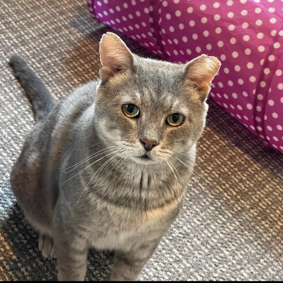 Enlarge Riffraff, an adopted Domestic Short Hair in Staten Island, NY image 2/6