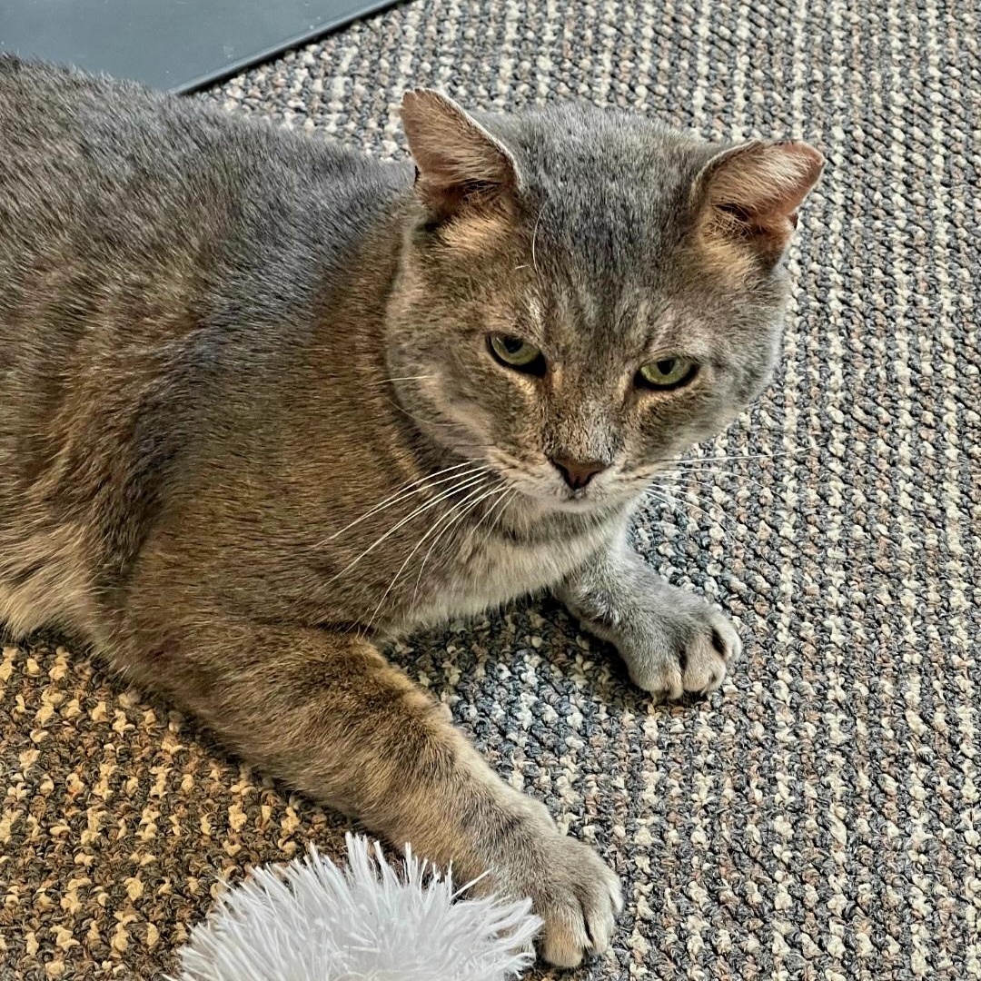 Enlarge Riffraff, an adopted Domestic Short Hair in Staten Island, NY image 5/6