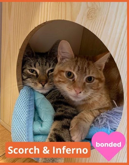 Scorch and Inferno, Adopted, Young Male Domestic Short Hair.