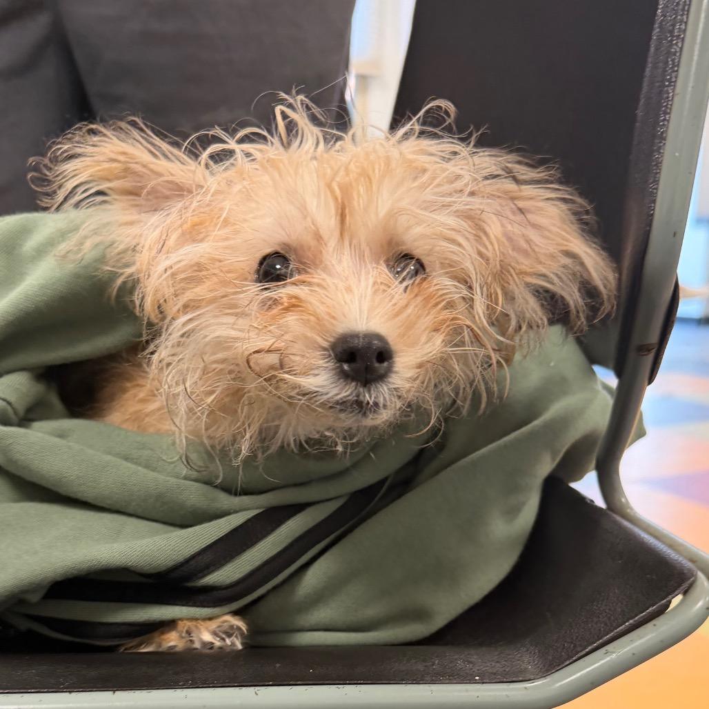 Mabel, Adoptable, Young Female Miniature Poodle & Brussels Griffon.