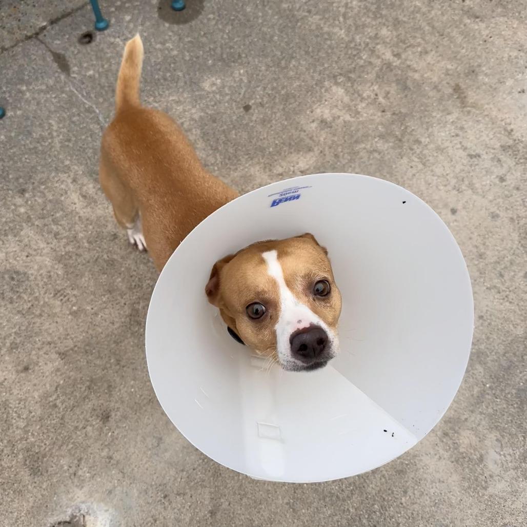 Alvin, Adoptable, Adult Male Terrier.