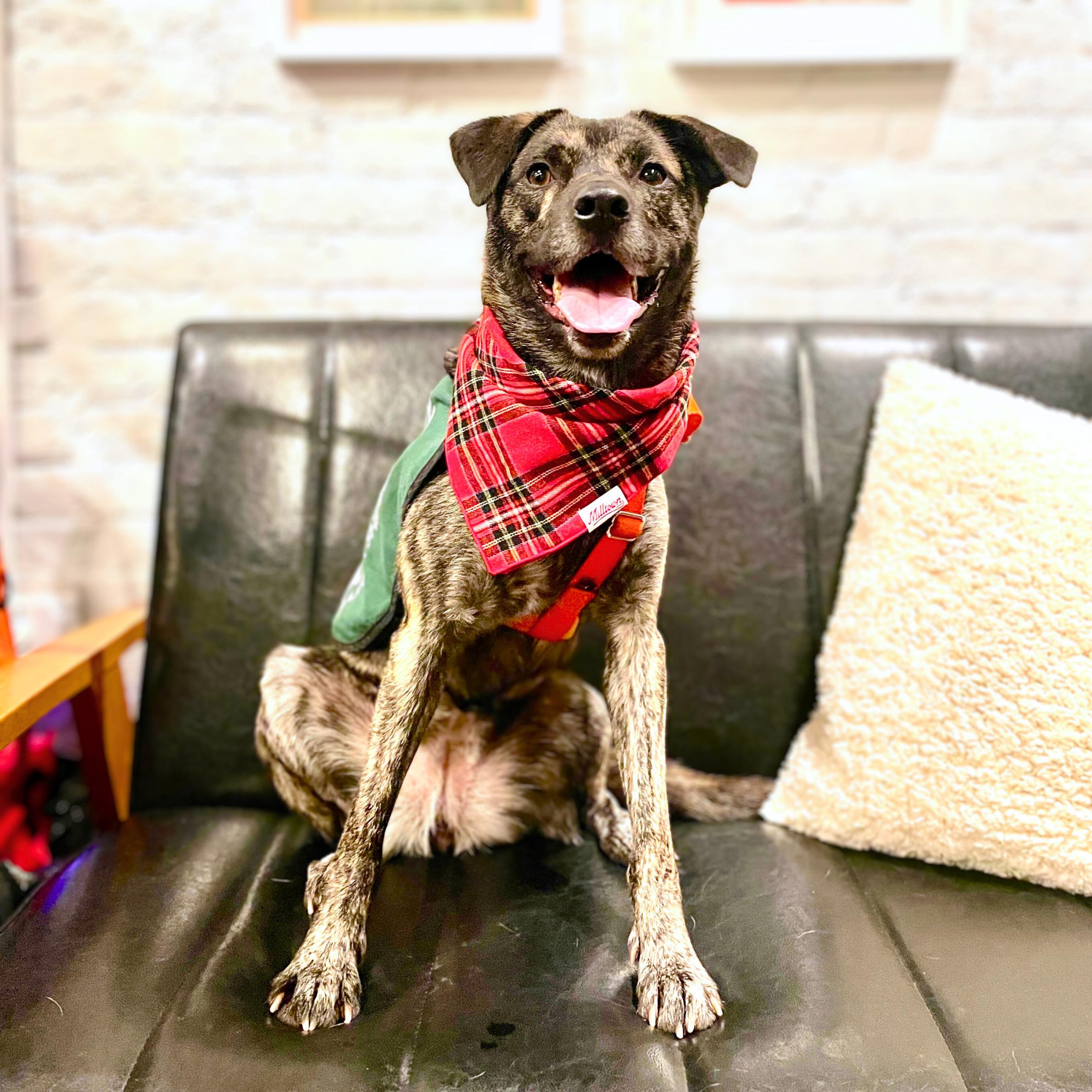 Enlarge Firestarter, a Adoptable mixed breed in Alpine, NJ image 2/6