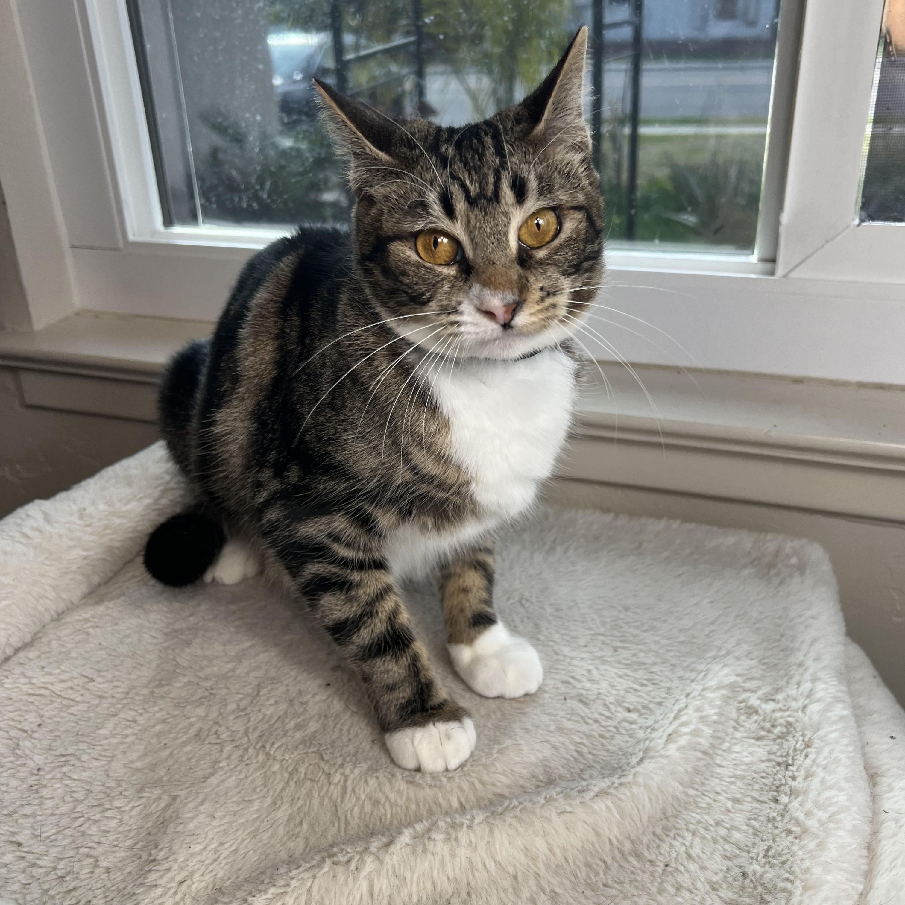 Cassie, an adoptable Tabby in Fresno, CA, 93711 | Photo Image 2