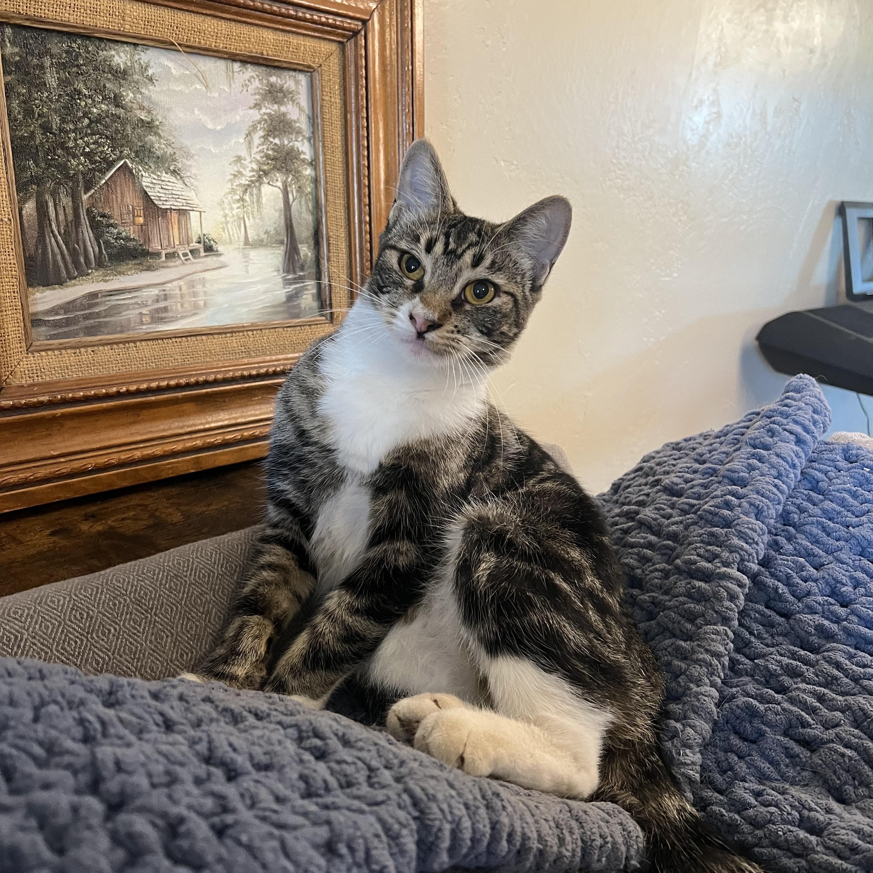 Cassie, an adoptable Tabby in Fresno, CA, 93711 | Photo Image 1