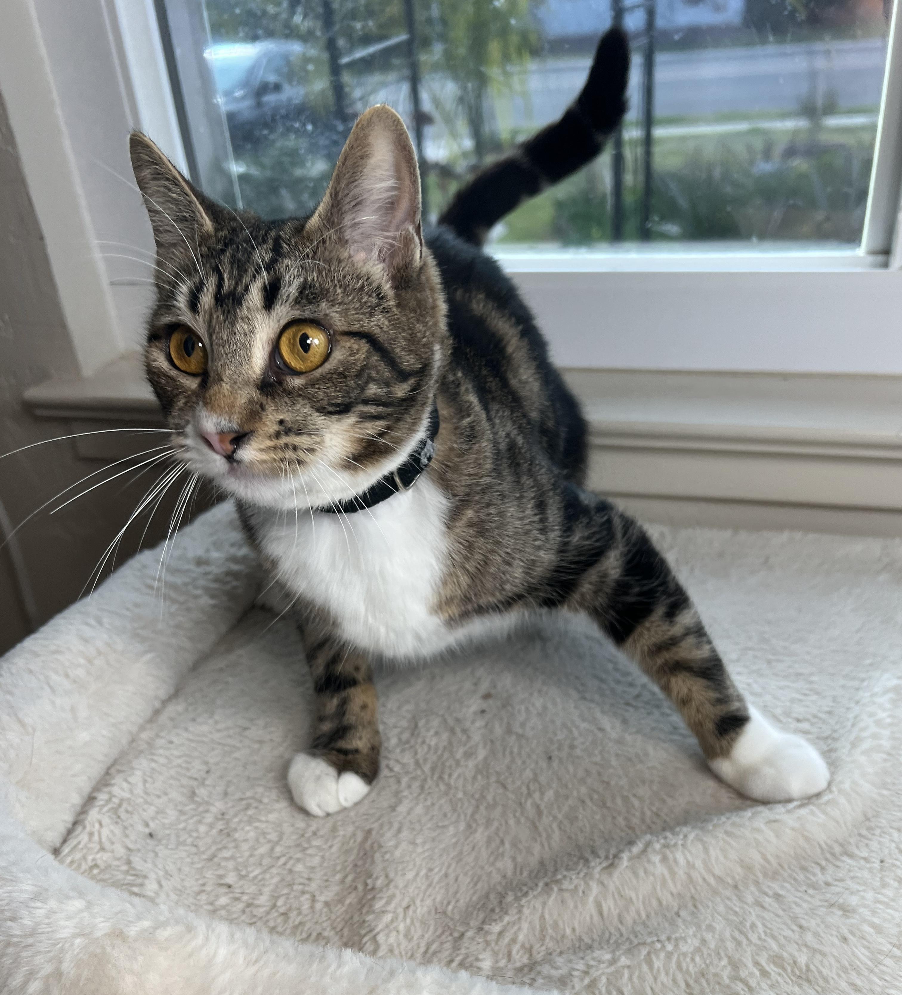 Cassie, an adoptable Tabby in Fresno, CA, 93711 | Photo Image 3