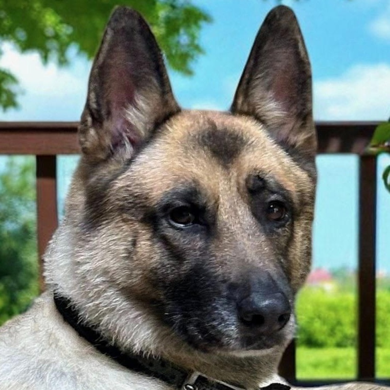 Kaiser, Adult Male unknown