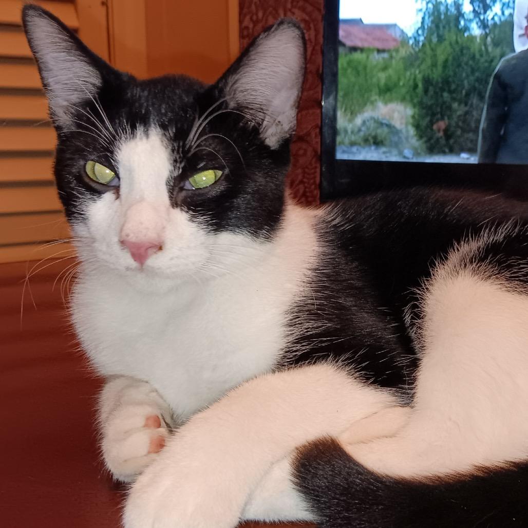 Enlarge Justin, a Adoptable Domestic Short Hair in mount vernon, AR image 1/1