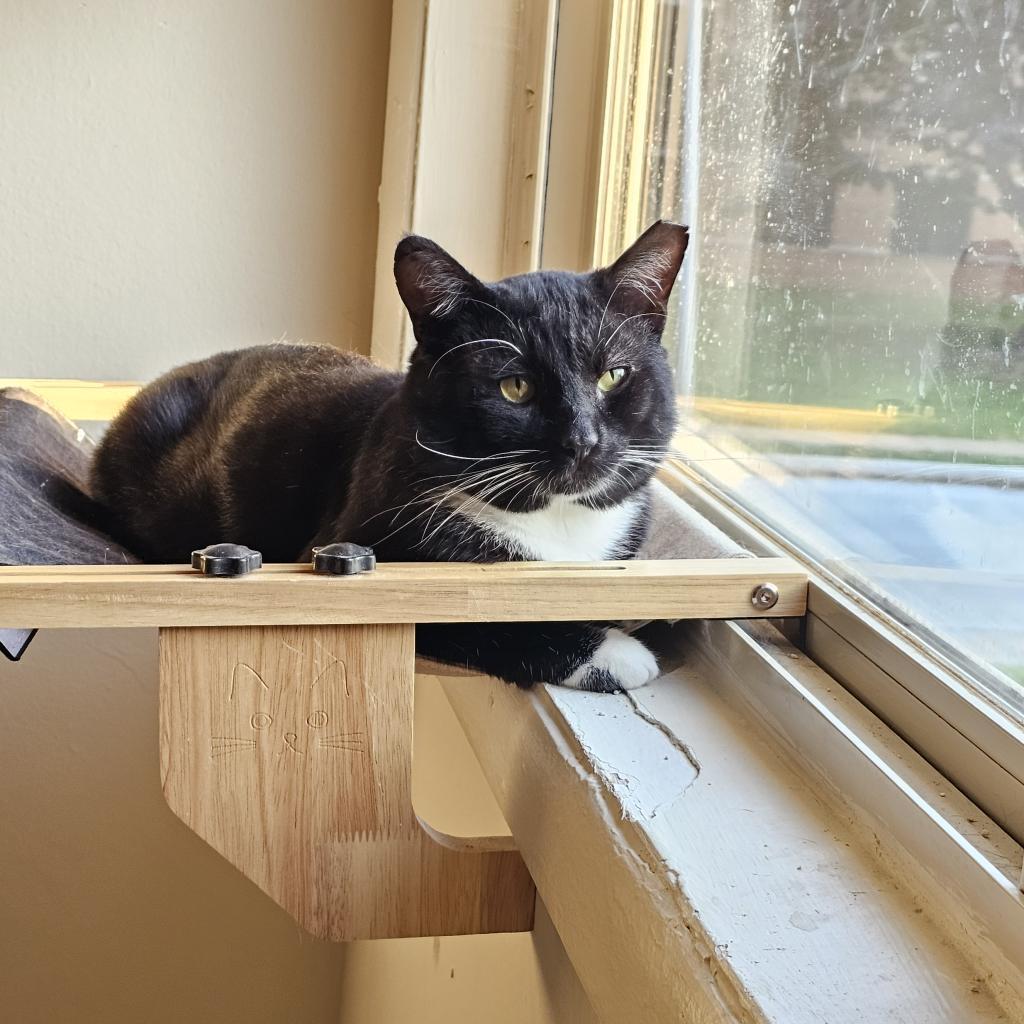 Isaiah, Adoptable, Adult Male Domestic Short Hair & Domestic Short Hair.