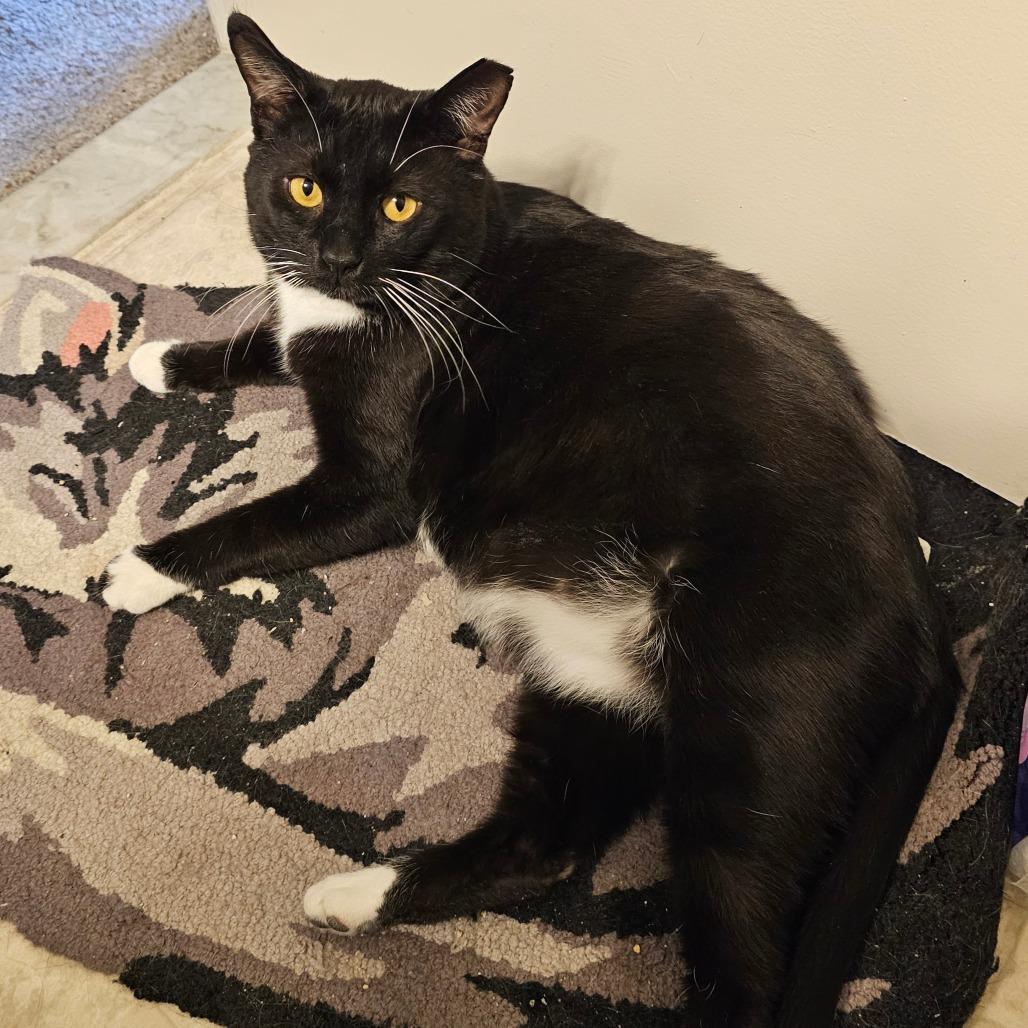 Enlarge Isaiah, a Adoptable mixed breed in Reisterstown, MD image 2/6