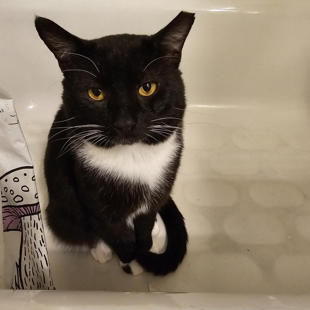 Enlarge Isaiah, a Adoptable mixed breed in Reisterstown, MD image 3/6