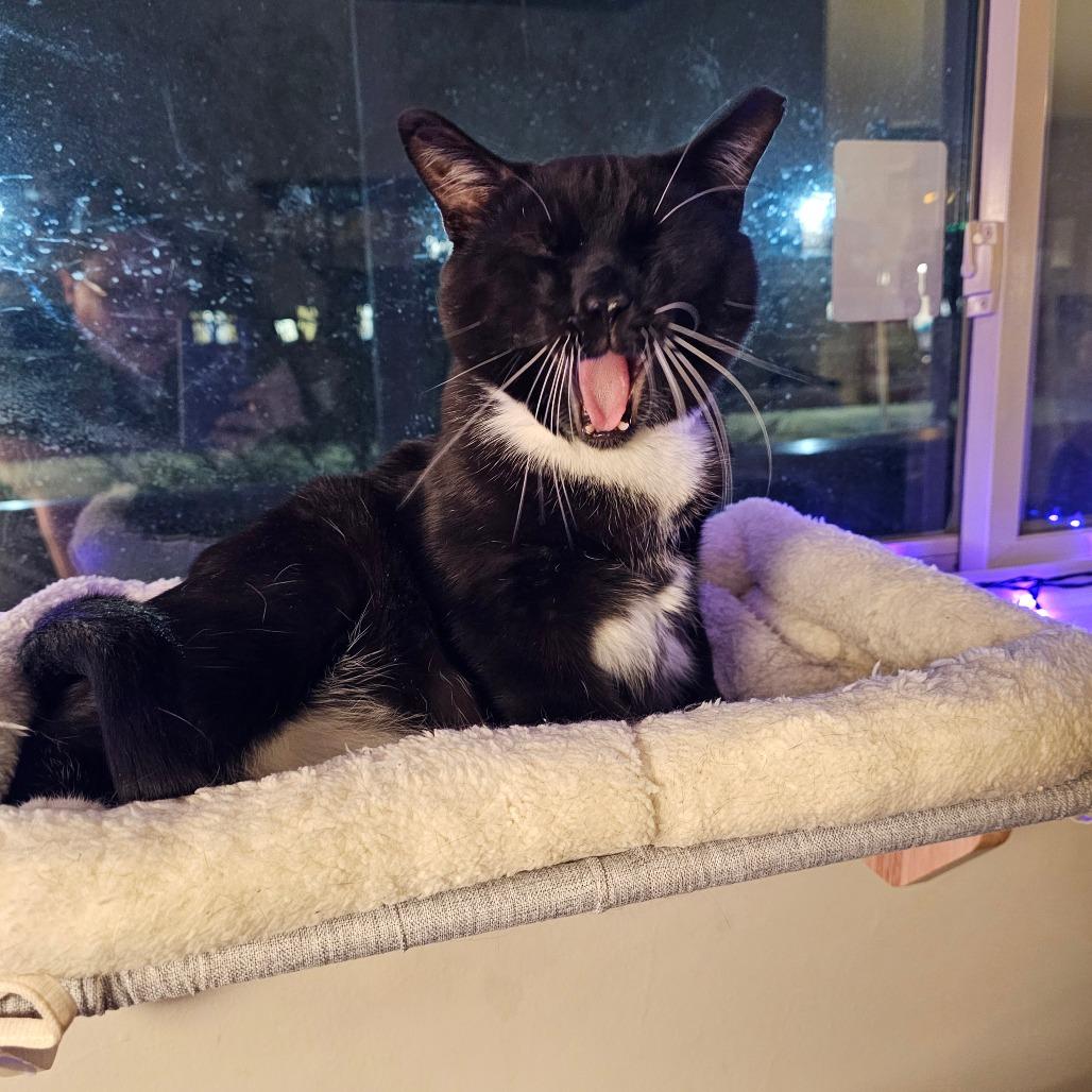 Enlarge Isaiah, a Adoptable mixed breed in Reisterstown, MD image 6/6