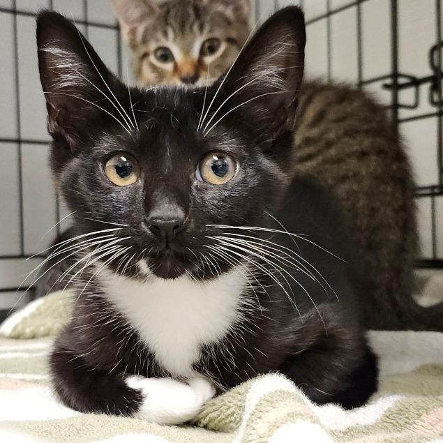 Troglobite, Adoptable, Kitten Female Domestic Short Hair.