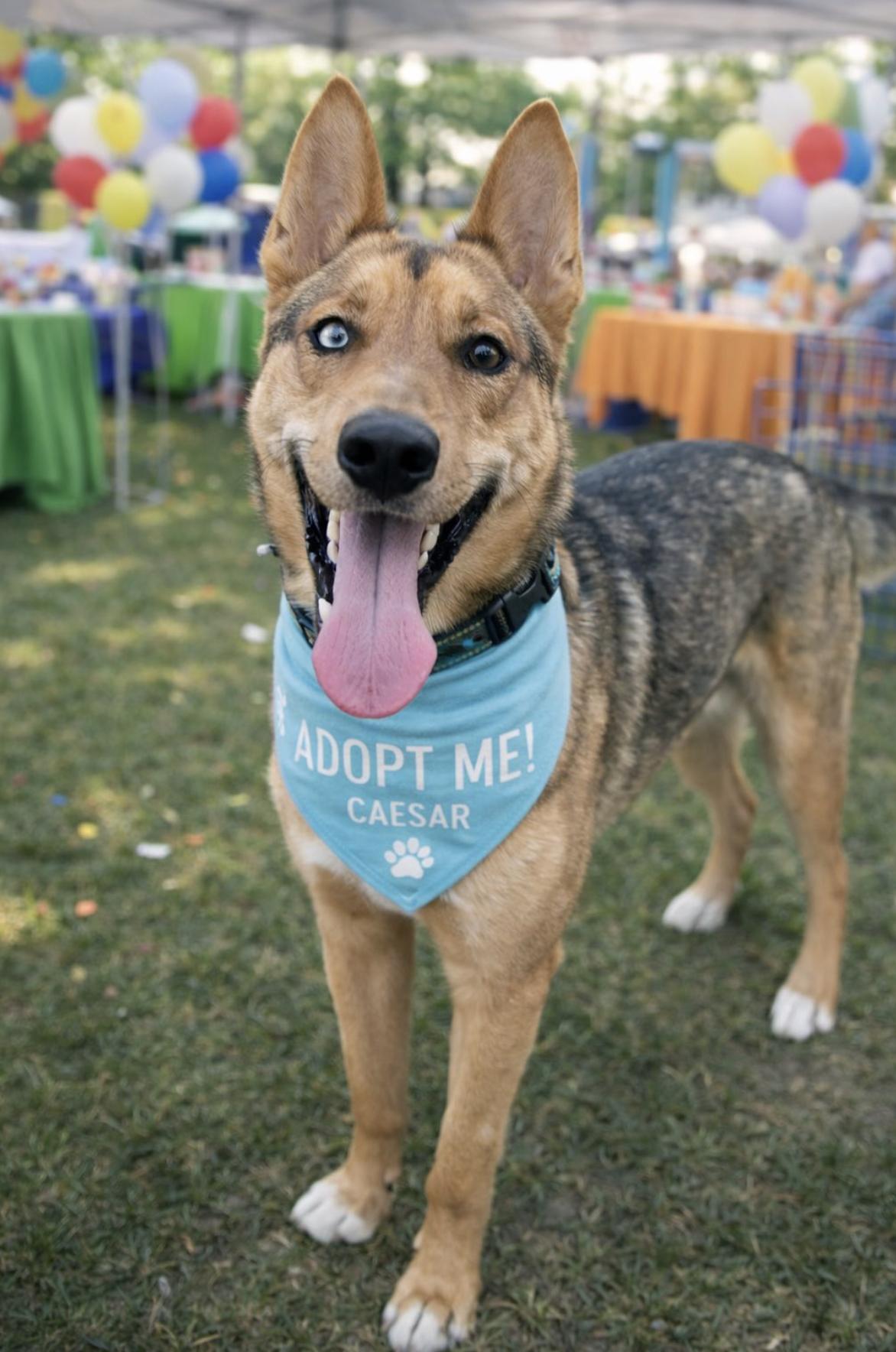 Caesar — thumbnail 2