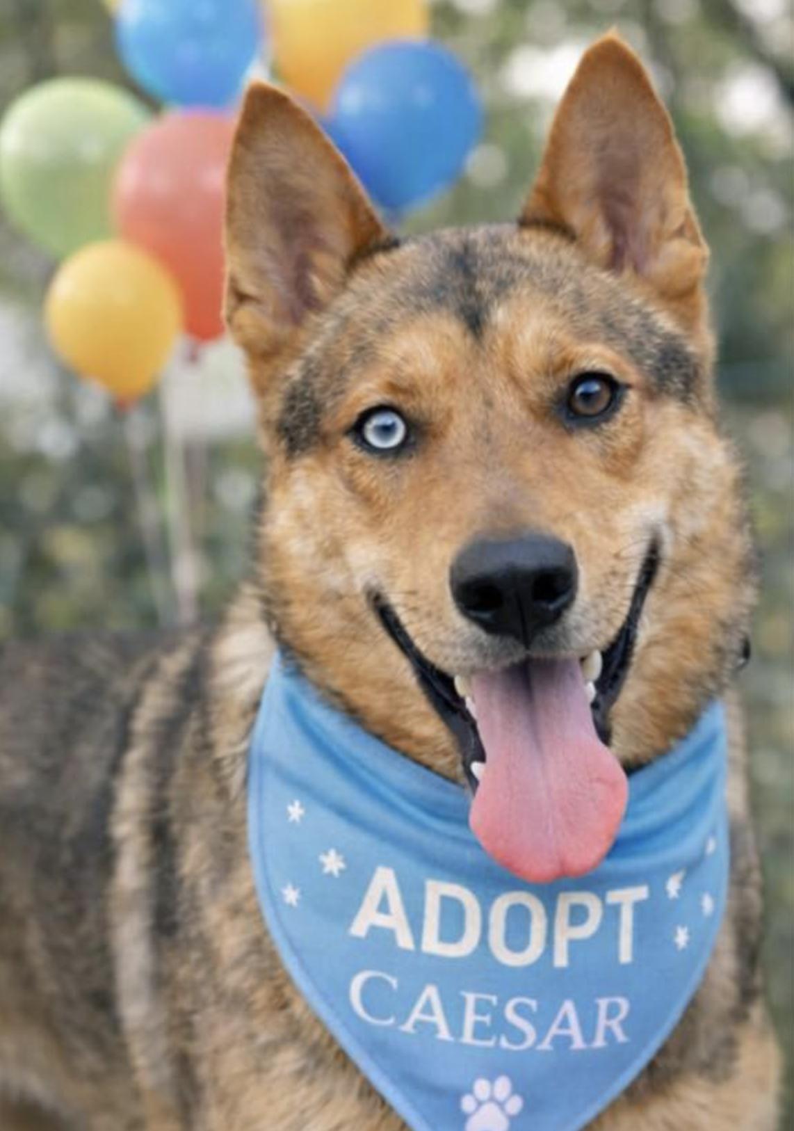 Caesar — thumbnail 4