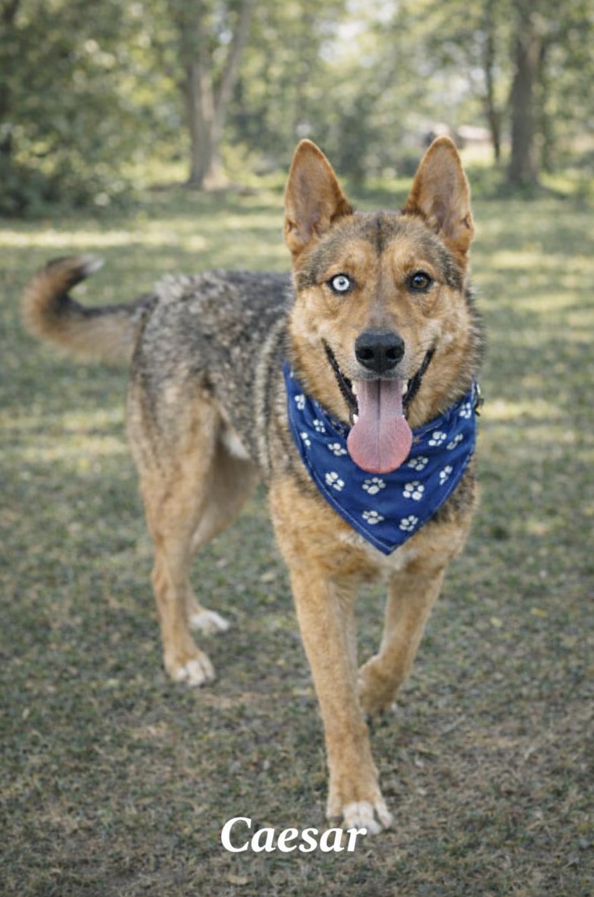 Caesar — thumbnail 5