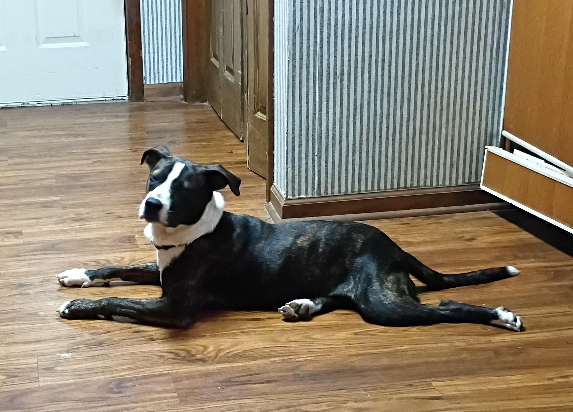 Enlarge Tony, a Adoptable mixed breed in Woburn, MA image 4/4