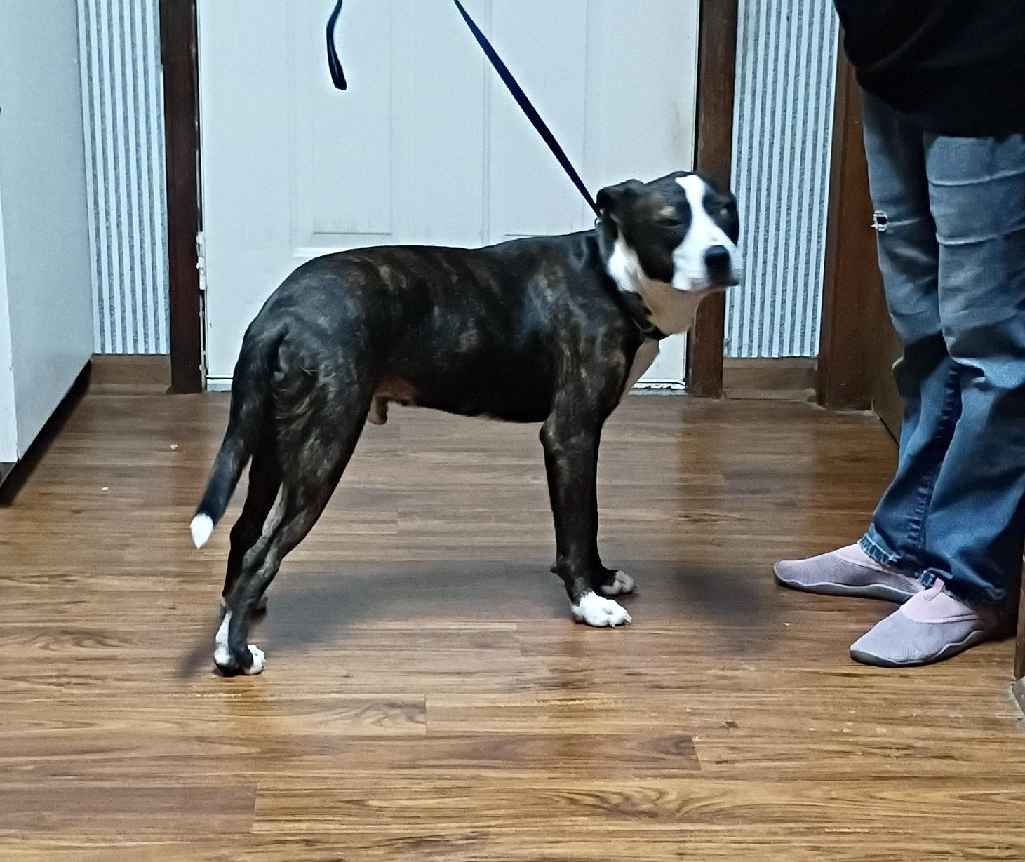 Enlarge Tony, a Adoptable mixed breed in Woburn, MA image 3/4