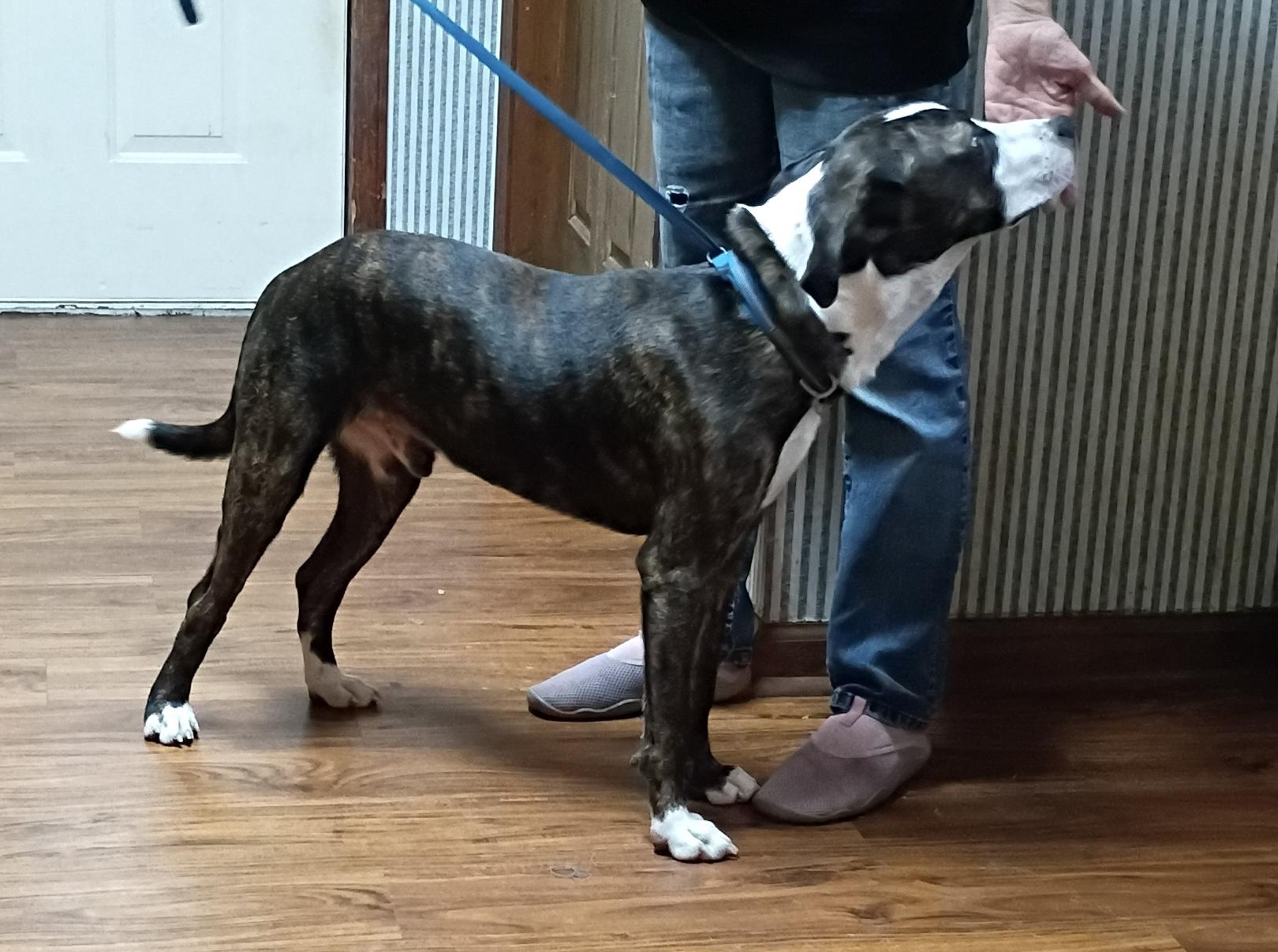 Enlarge Tony, a Adoptable mixed breed in Woburn, MA image 2/4